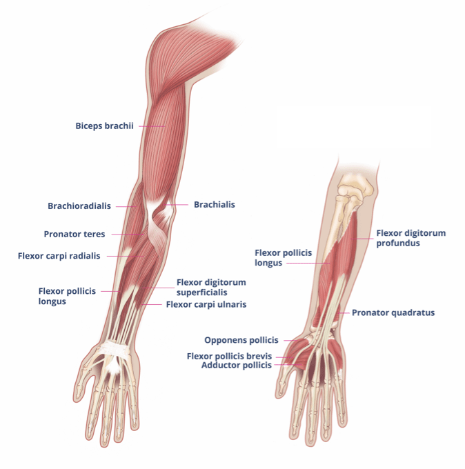upper limb spasticity